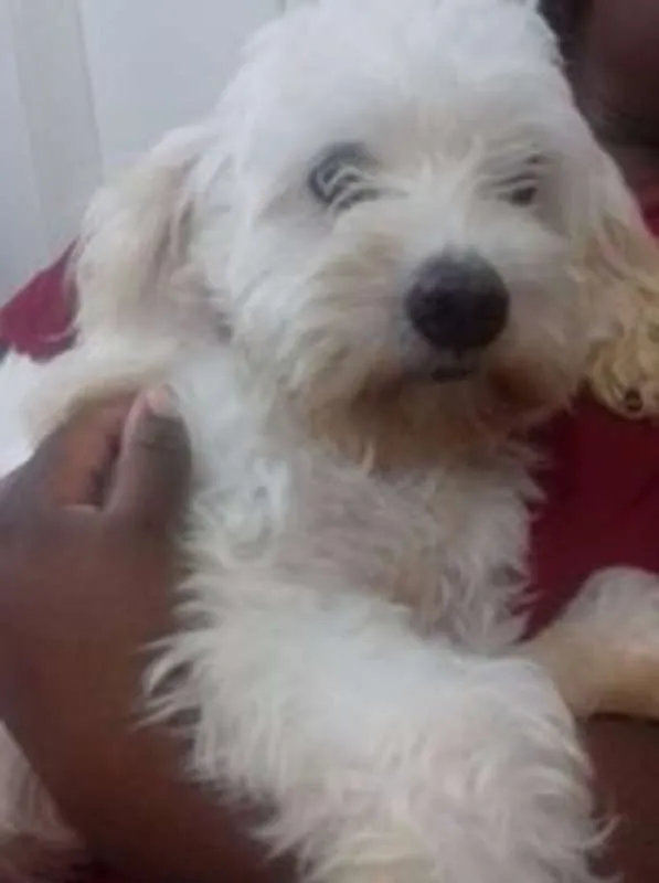 Cachorro ra a poodle idade 2 anos nome Giovanna