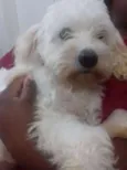 Giovanna