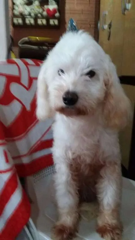 Cachorro ra a poodle idade 2 anos nome Giovanna