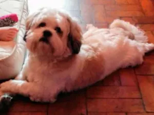 Cachorro raça Lhasa Apso idade 1 ano nome Buddy