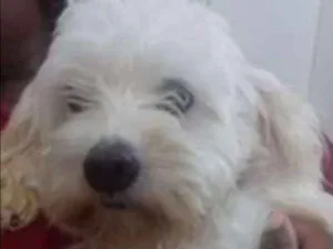Cachorro raça poodle idade 2 anos nome Giovanna