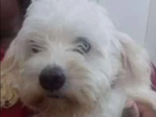 Cachorro ra a poodle idade 2 anos nome Giovanna