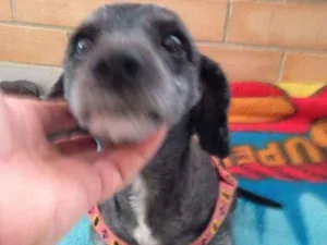 Cachorro raça poodle idade 1 ano nome Tisão