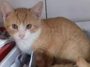 Gato raça sem raça definida idade 2 a 6 meses nome Nick