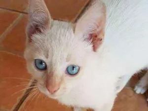 Gato raça  idade 2 a 6 meses nome max