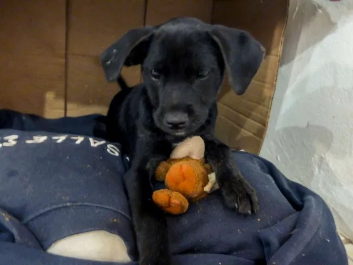 Cachorro ra a Indefinida idade 2 a 6 meses nome Mufasa