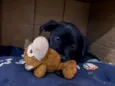 Mufasa