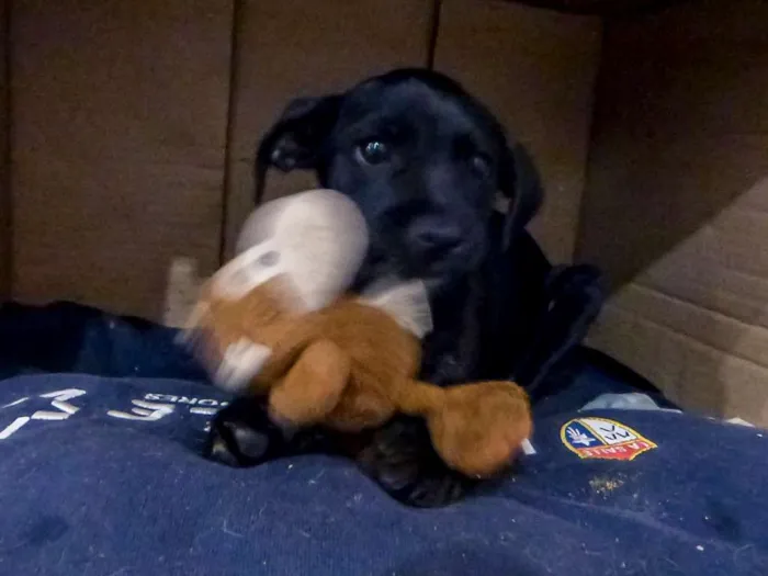 Cachorro ra a Indefinida idade 2 a 6 meses nome Mufasa