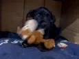 Mufasa