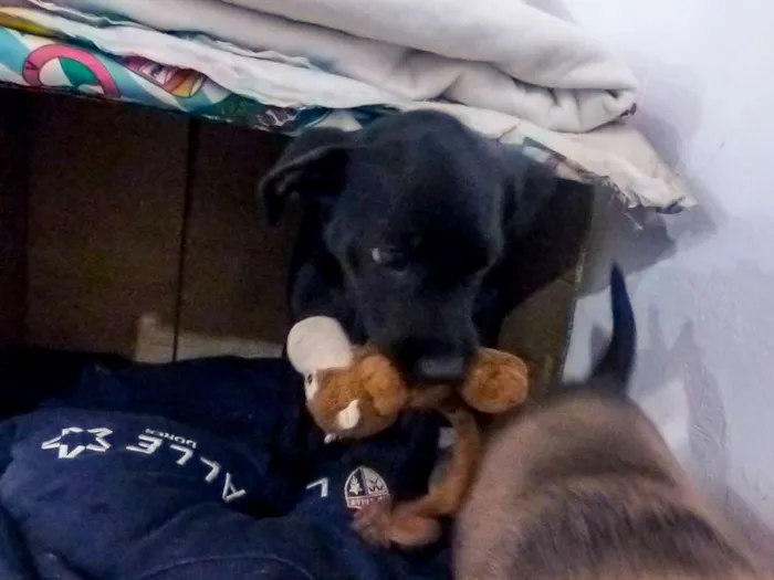 Cachorro ra a Indefinida idade 2 a 6 meses nome Mufasa