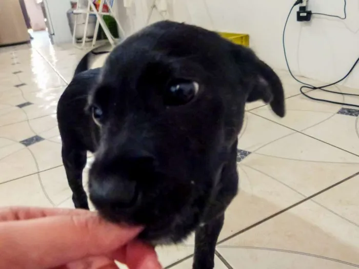 Cachorro ra a Indefinida idade 2 a 6 meses nome Mufasa