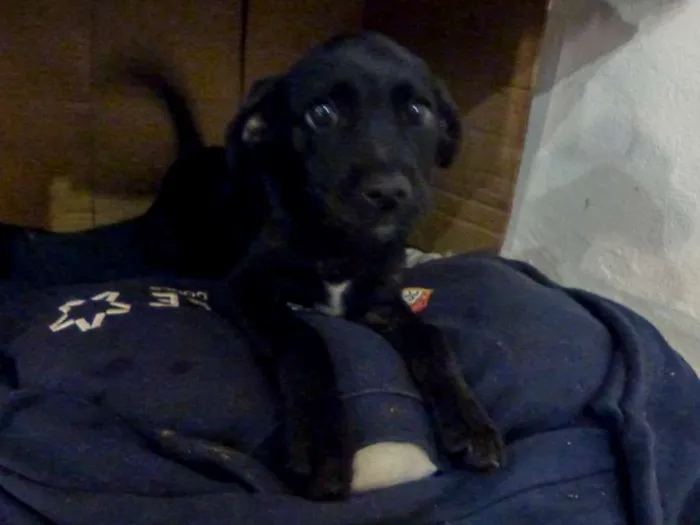 Cachorro ra a Indefinida idade 2 a 6 meses nome Mufasa