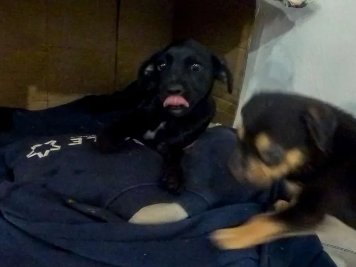 Cachorro ra a Indefinida idade 2 a 6 meses nome Mufasa