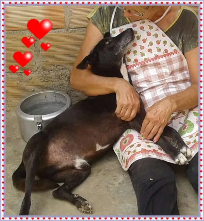 Cachorro raça SRD idade 5 anos nome Bob
