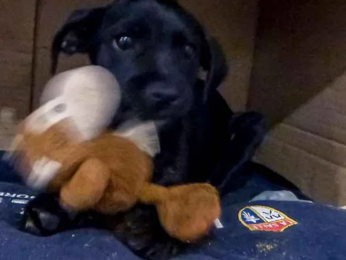Cachorro ra a Indefinida idade 2 a 6 meses nome Mufasa