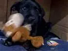 Cachorro raça Indefinida idade 2 a 6 meses nome Mufasa