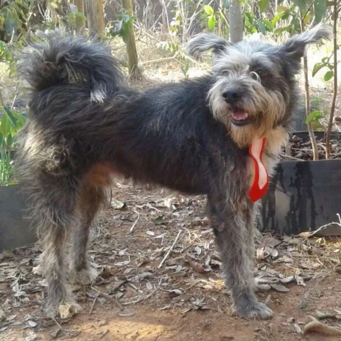 Cachorro raça SRD idade 4 anos nome Bidu