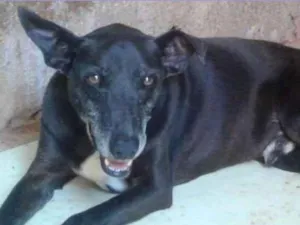 Cachorro raça SRD idade 5 anos nome Bob