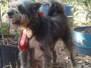 Cachorro raça SRD idade 4 anos nome Bidu