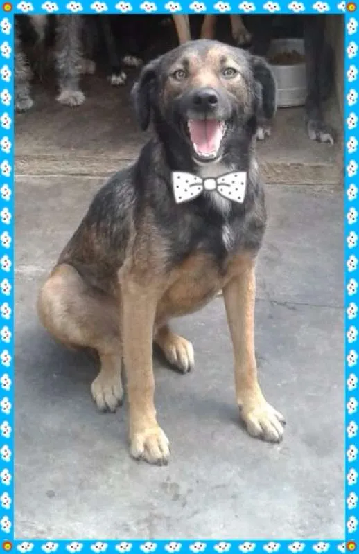 Cachorro raça srd idade 4 anos nome Brain