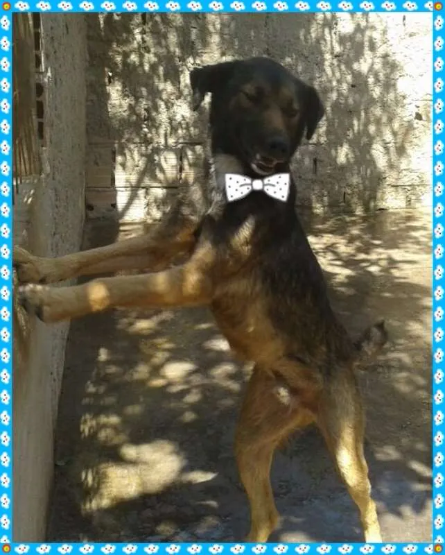 Cachorro raça srd idade 4 anos nome Brain