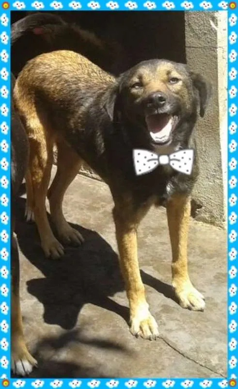Cachorro raça srd idade 4 anos nome Brain