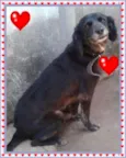 Brida