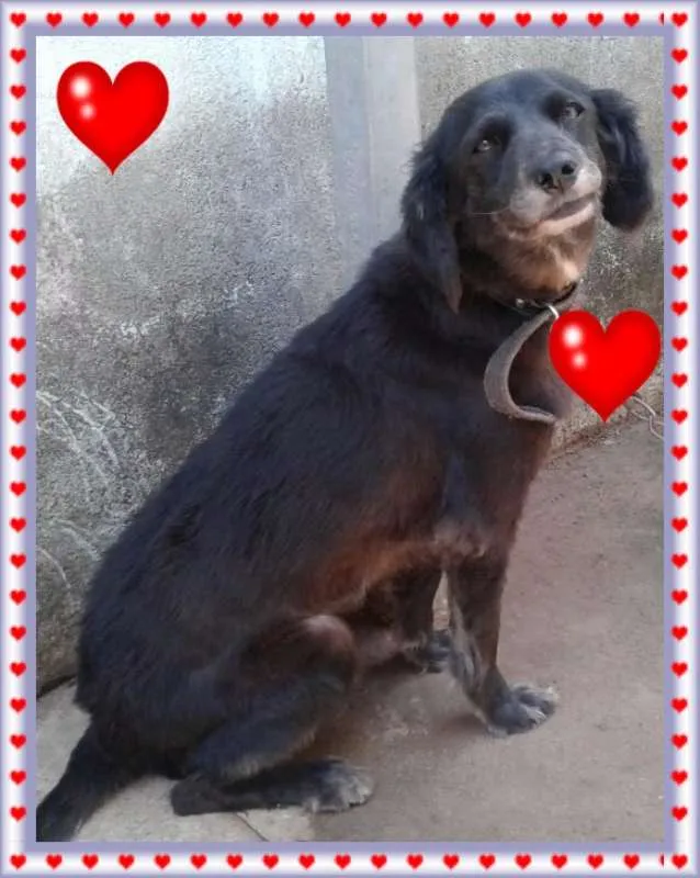 Cachorro raça SRD idade 5 anos nome Brida