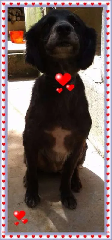 Cachorro raça SRD idade 5 anos nome Brida