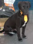 Bruno 