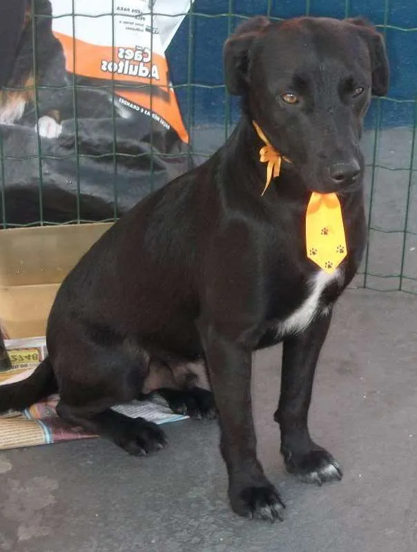 Cachorro raça SRD idade 2 anos nome Bruno 