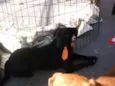 Bruno 