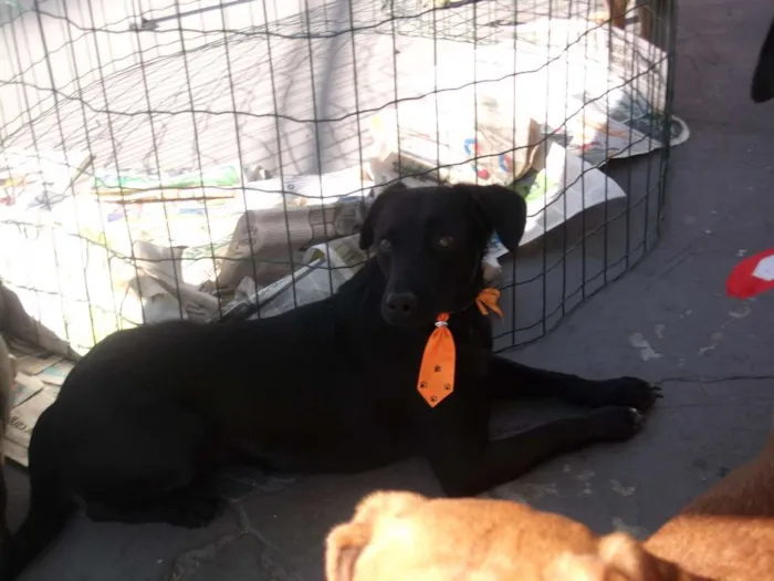Cachorro raça SRD idade 2 anos nome Bruno 