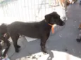 Bruno 