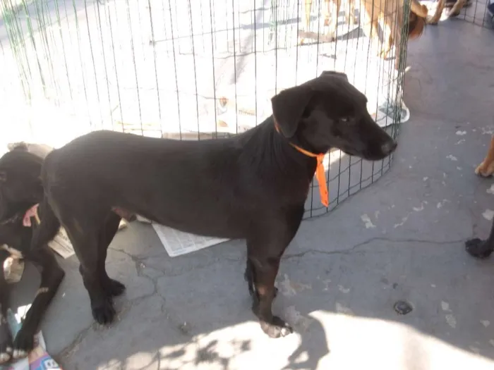 Cachorro raça SRD idade 2 anos nome Bruno 