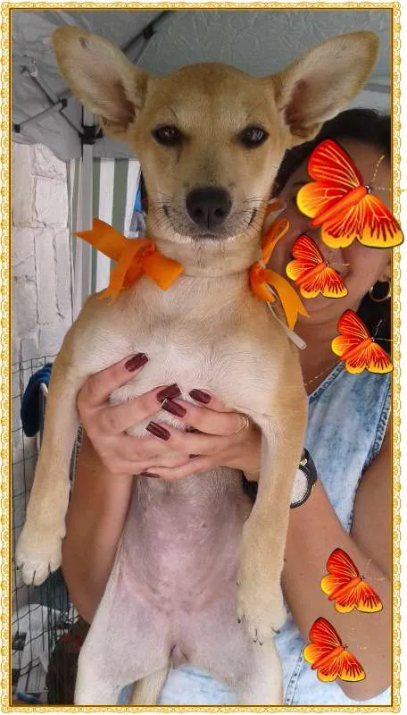 Cachorro raça srd idade 1 ano nome cibele