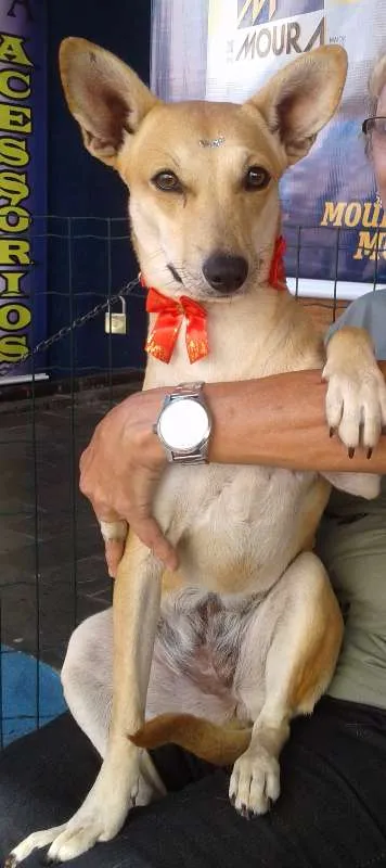 Cachorro raça srd idade 1 ano nome cibele