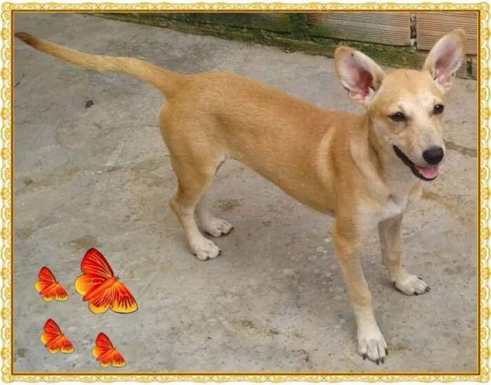 Cachorro raça srd idade 1 ano nome cibele