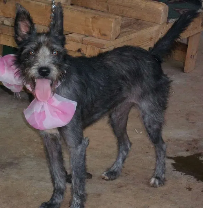 Cachorro raça srd idade 5 anos nome Dani