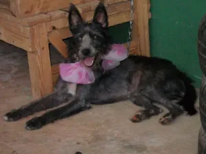 Cachorro raça srd idade 5 anos nome Dani