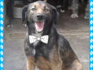 Cachorro raça srd idade 4 anos nome Brain