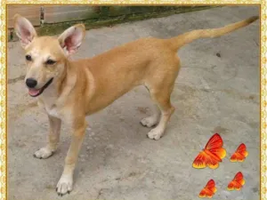Cachorro raça srd idade 1 ano nome cibele