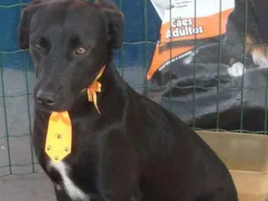 Cachorro raça SRD idade 2 anos nome Bruno 