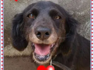 Cachorro raça SRD idade 5 anos nome Brida