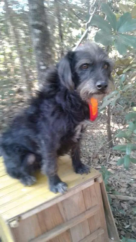 Cachorro raça srd idade 6 ou mais anos nome Pretinho