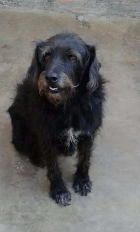 Cachorro raça srd idade 6 ou mais anos nome Pretinho