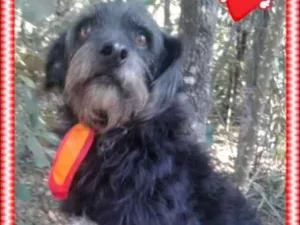 Cachorro raça srd idade 6 ou mais anos nome Pretinho