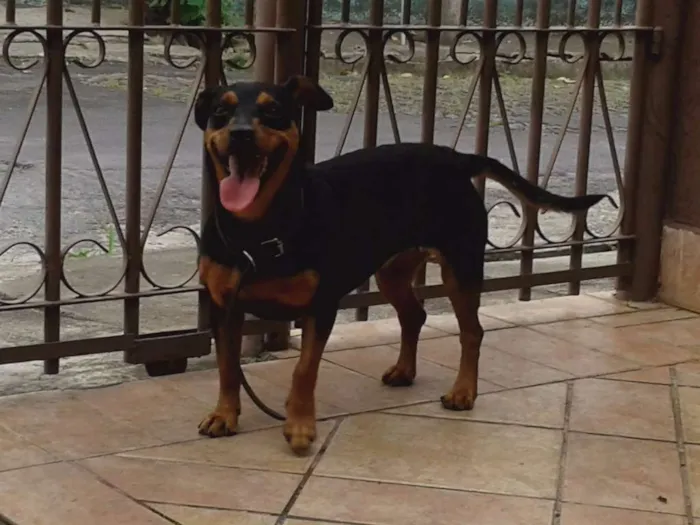 Cachorro raça srd idade 4 anos nome Paçoca