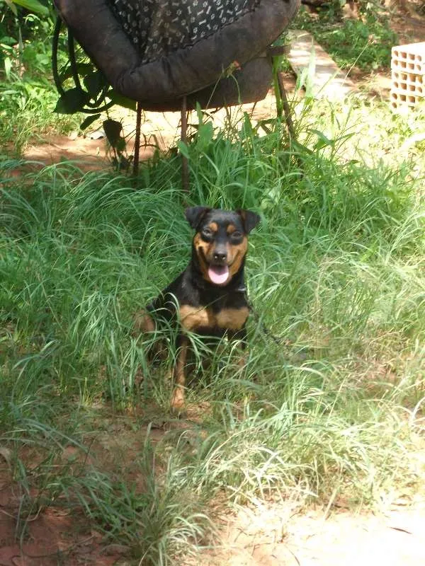 Cachorro raça srd idade 4 anos nome Paçoca