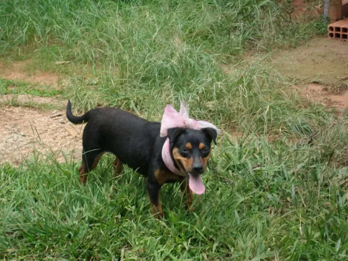 Cachorro raça srd idade 4 anos nome Paçoca